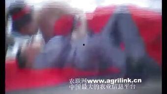 国产男女免费视频69入口,69入口背后的真相与警示